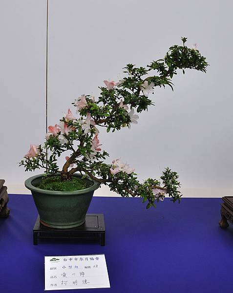 2019台中皋月杜鵑展_00063.jpg