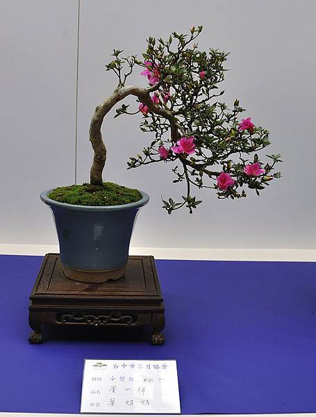 2019台中皋月杜鵑展_00073.jpg