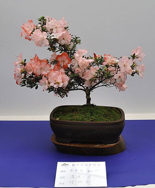 2019台中皋月杜鵑展_00078.jpg