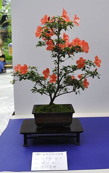 2019台中皋月杜鵑展_00080.jpg
