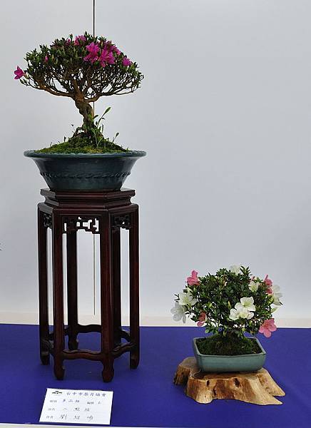 2019台中皋月杜鵑展_00082.jpg