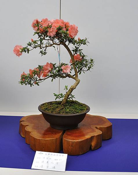 2019台中皋月杜鵑展_00089.jpg