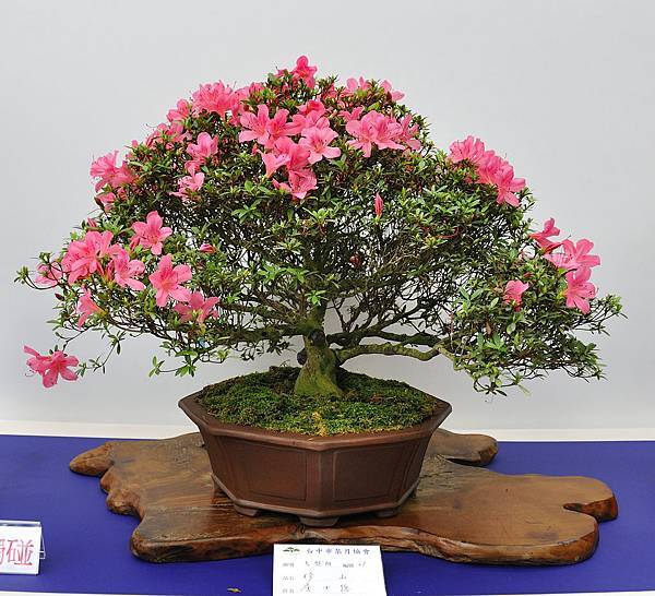 2019台中皋月杜鵑展_00090.jpg