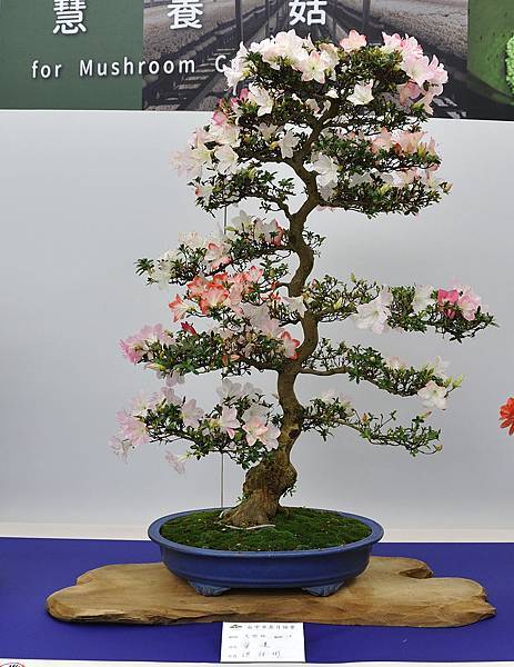 2019台中皋月杜鵑展_00092.jpg