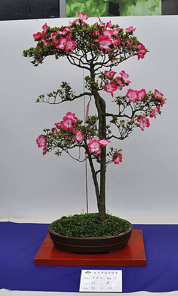 2019台中皋月杜鵑展_00103.jpg
