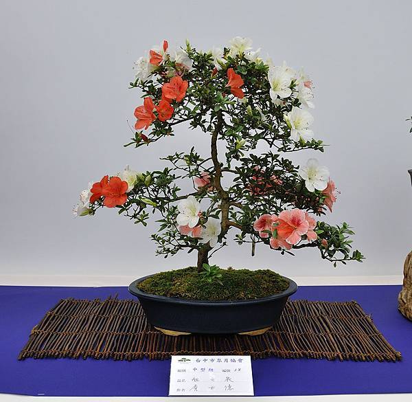 2019台中皋月杜鵑展_00102.jpg