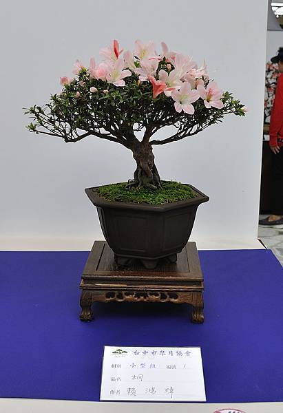 2019台中皋月杜鵑展_00113.jpg