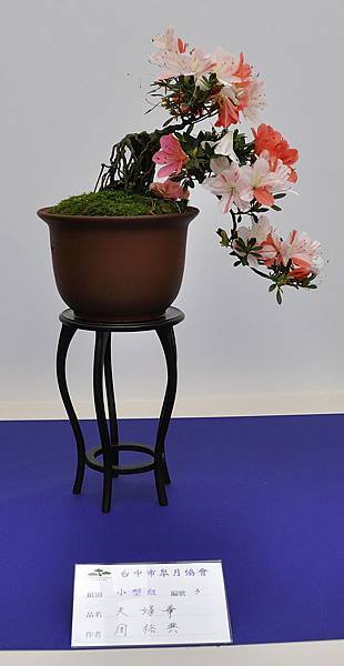 2019台中皋月杜鵑展_00115.jpg