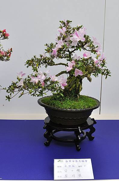 2019台中皋月杜鵑展_00117.jpg