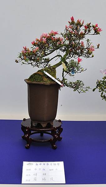 2019台中皋月杜鵑展_00118.jpg