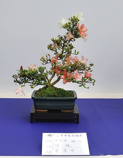 2019台中皋月杜鵑展_00122.jpg
