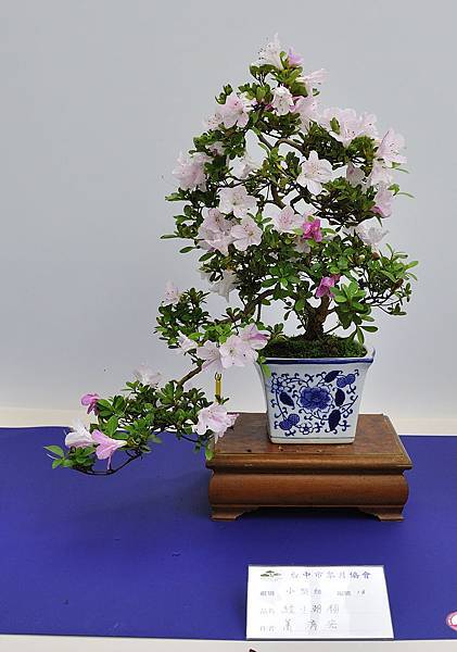 2019台中皋月杜鵑展_00123.jpg