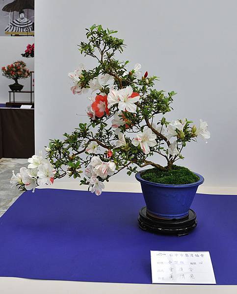 2019台中皋月杜鵑展_00124.jpg