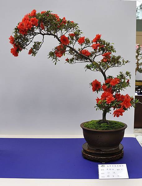 2019台中皋月杜鵑展_00125.jpg