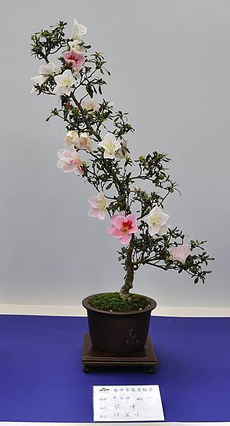 2019台中皋月杜鵑展_00127.jpg