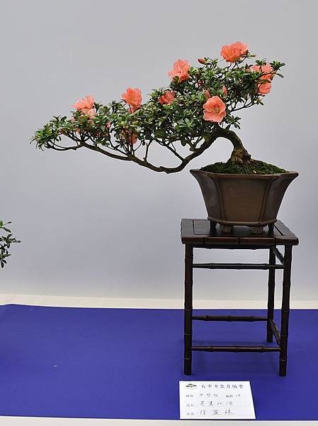 2019台中皋月杜鵑展_00126.jpg