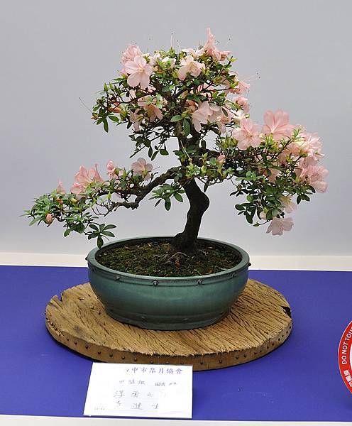 2019台中皋月杜鵑展_00130.jpg