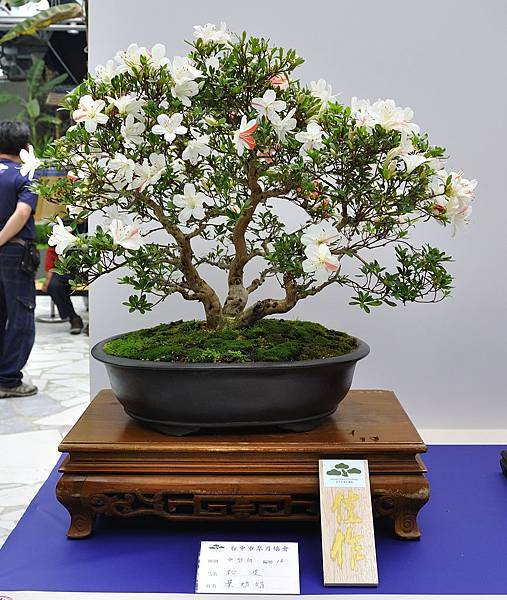 2019台中皋月杜鵑展_00134.jpg