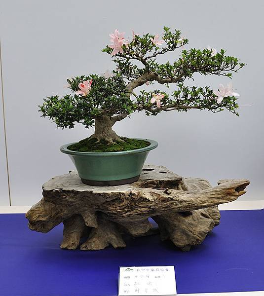 2019台中皋月杜鵑展_00140.jpg
