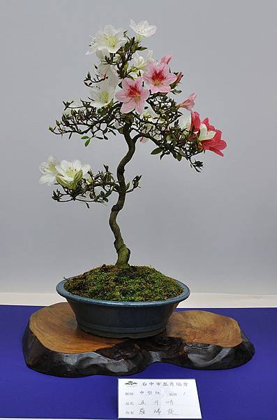 2019台中皋月杜鵑展_00136.jpg