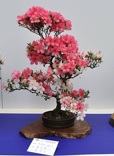 2019台中皋月杜鵑展_00137.jpg