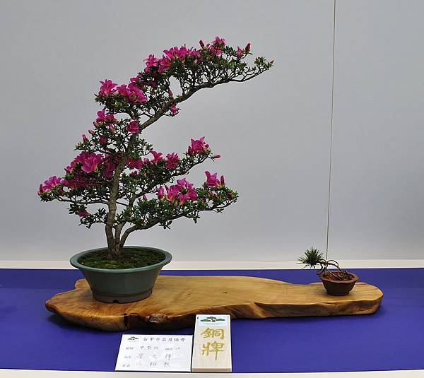 2019台中皋月杜鵑展_00141.jpg