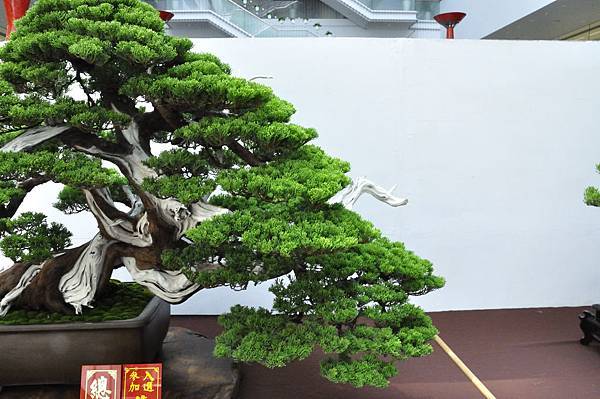 2019台中樹石展_00006.jpg