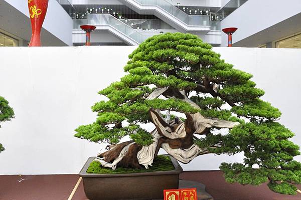 2019台中樹石展_00007.jpg