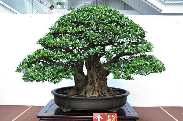 2019台中樹石展_00029.jpg
