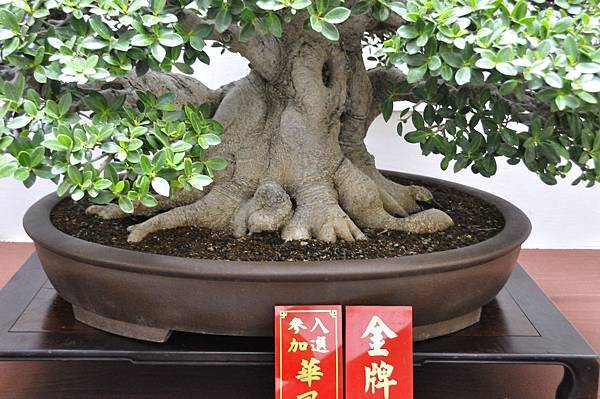 2019台中樹石展_00037.jpg