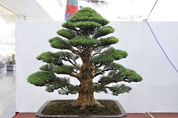 2019台中樹石展_00046.jpg