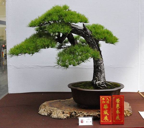 2019台中樹石展_00085.jpg