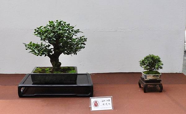 2019台中樹石展_00089.jpg