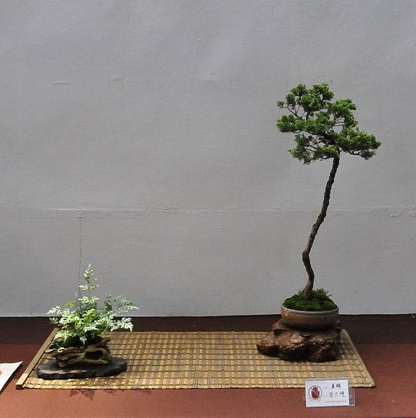 2019台中樹石展_00090.jpg