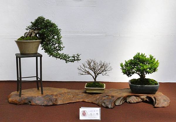 2019台中樹石展_00094.jpg