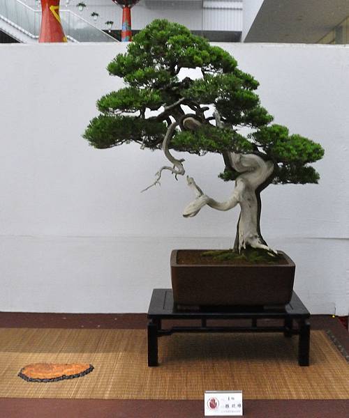 2019台中樹石展_00101.jpg