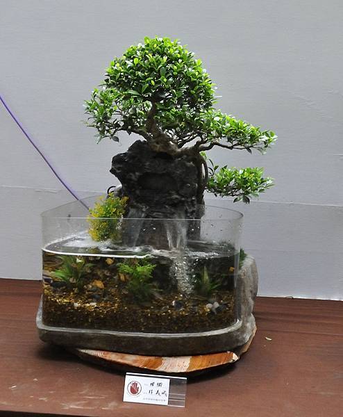 2019台中樹石展_00114.jpg