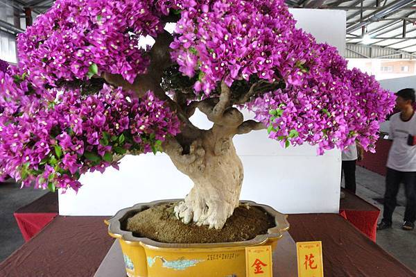 2019台灣花菓展_00065.jpg