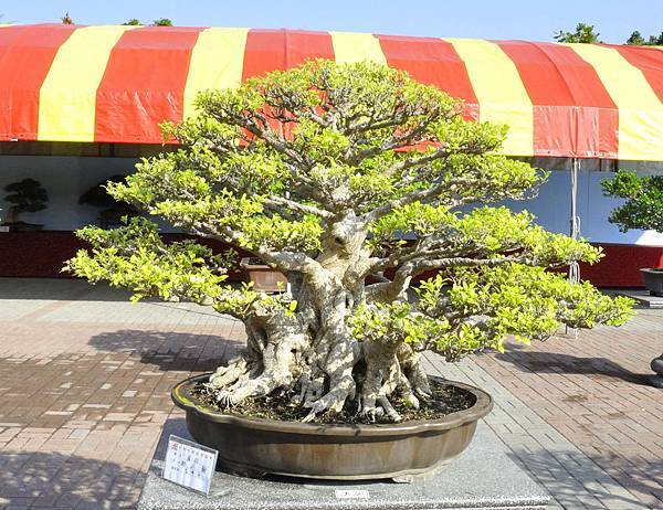 2019中華古榕盆栽展_00078.jpg