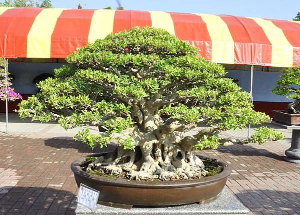 2019中華古榕盆栽展_00079.jpg
