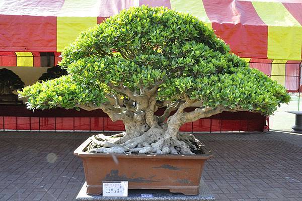 2019中華古榕盆栽展_00081.jpg