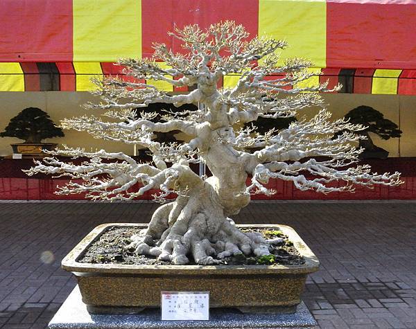 2019中華古榕盆栽展_00082.jpg