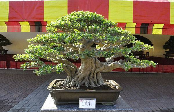 2019中華古榕盆栽展_00083.jpg