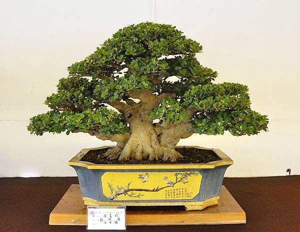2019中華古榕盆栽展_00085.jpg