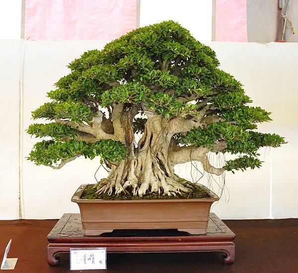 2019中華古榕盆栽展_00088.jpg