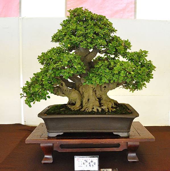 2019中華古榕盆栽展_00086.jpg