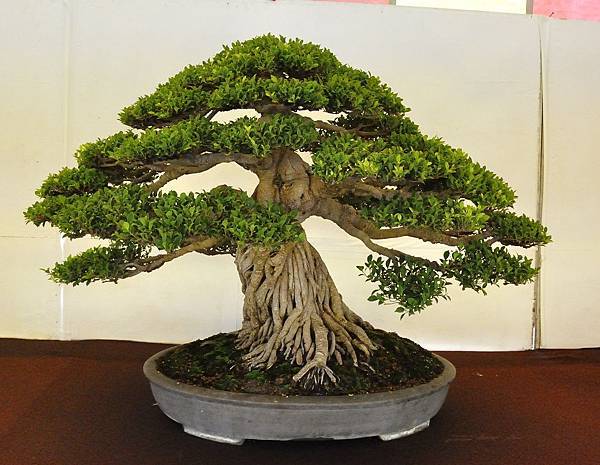 2019中華古榕盆栽展_00087.jpg