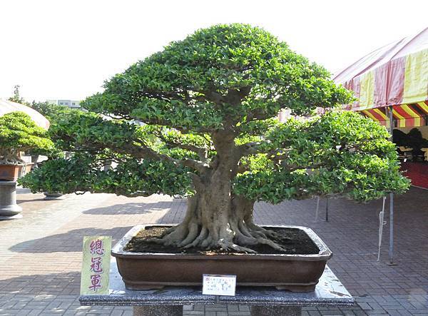 2019中華古榕盆栽展_00002.jpg