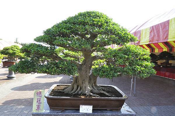 2019中華古榕盆栽展_00004.jpg
