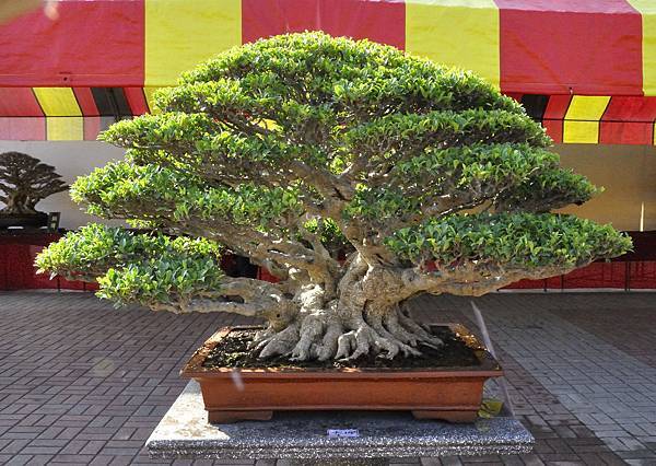 2019中華古榕盆栽展_00018.jpg